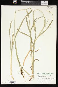 Carex shortiana image