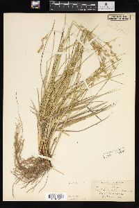 Carex silicea image