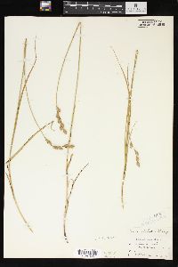 Carex silicea image