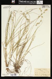 Carex silicea image