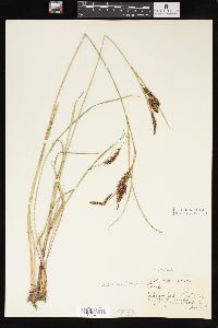 Carex sitchensis image