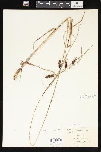 Carex sitchensis image