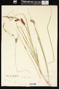 Carex sitchensis image