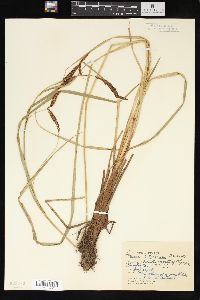 Carex sitchensis image