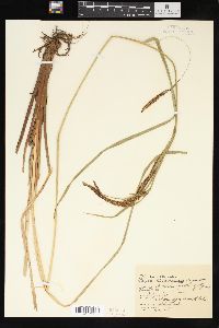 Carex sitchensis image