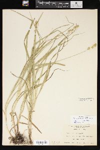 Carex sparganioides image