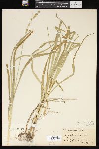 Carex sparganioides image