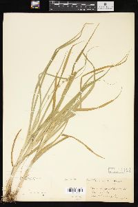 Carex sparganioides image