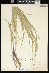 Carex sparganioides image