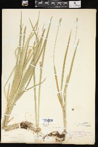 Carex sparganioides image