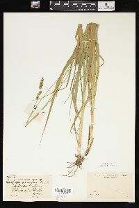 Carex sparganioides image