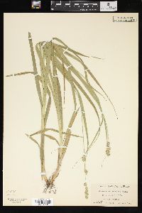 Carex sparganioides image