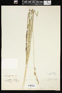 Carex sparganioides image