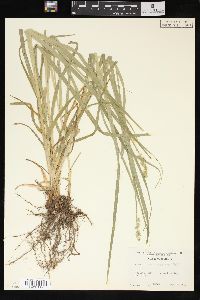 Carex sparganioides image