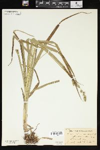 Carex sparganioides image