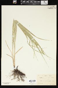 Carex sparganioides image