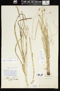 Carex sparganioides image