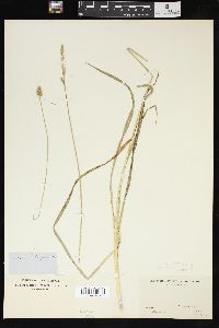 Carex sparganioides image