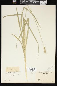 Carex sparganioides image