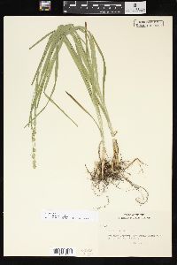 Carex sparganioides image