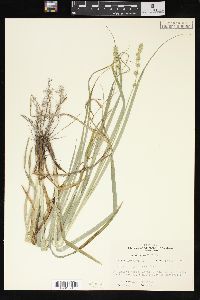 Carex sparganioides image