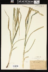 Carex sparganioides image