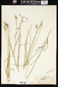 Carex sparganioides image