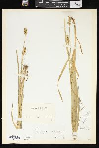 Carex sparganioides image