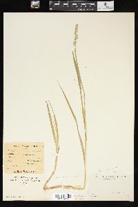 Carex sparganioides image