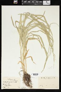 Carex sparganioides image