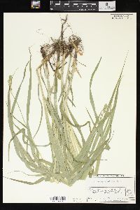 Carex sparganioides image