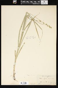 Carex sparganioides image