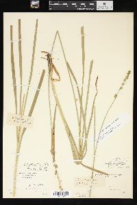 Carex sparganioides image