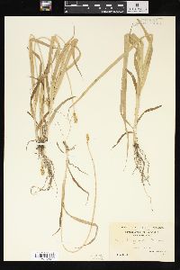 Carex sparganioides image