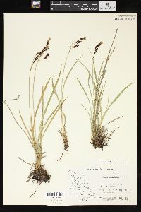 Carex spectabilis image