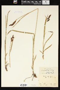 Carex spectabilis image