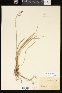 Carex spectabilis image