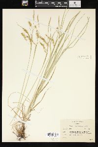 Carex sprengelii image