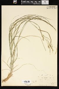 Carex sprengelii image