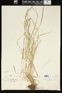 Carex sprengelii image