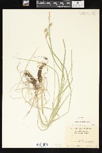 Carex sprengelii image