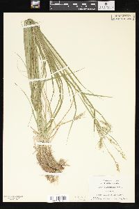 Carex sprengelii image