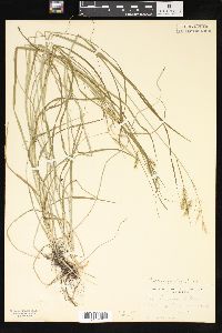 Carex sprengelii image