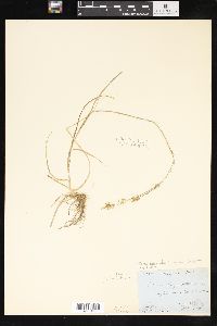 Carex sprengelii image