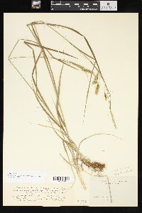 Carex sprengelii image