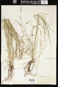 Carex sprengelii image