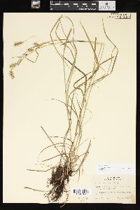 Carex sprengelii image