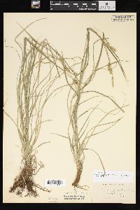 Carex sprengelii image