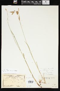 Carex sprengelii image