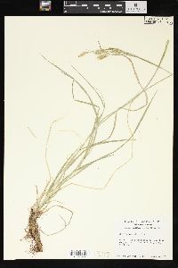 Carex sprengelii image